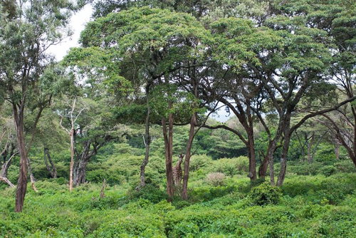 森のジャングルに迷い込んだキリンの野生動物生態