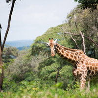 森の中を歩くキリンの写真