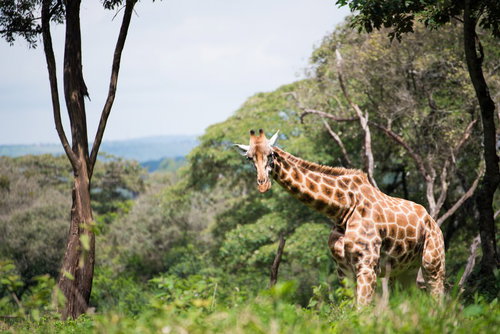 森の中を歩くキリン