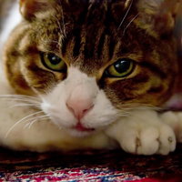 地面に寝そべりながらこちらを見る猫の写真