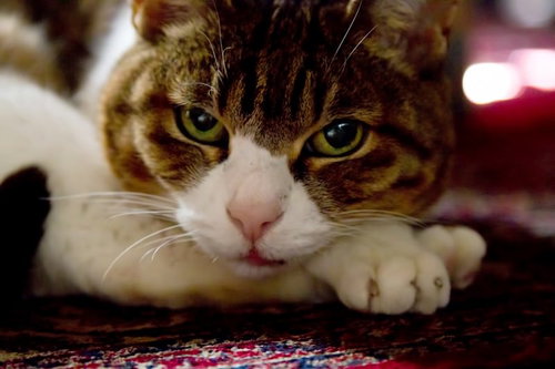 地面に寝そべりながらこちらを見る猫