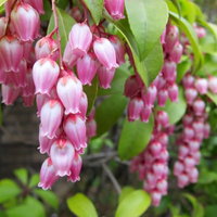 鈴のように下向きに咲くピンク色のアセビの花の写真