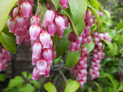 鈴のように下向きに咲くピンク色のアセビの花
