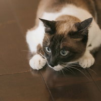 黒白模様の猫が床で警戒しながら待機する姿勢の写真
