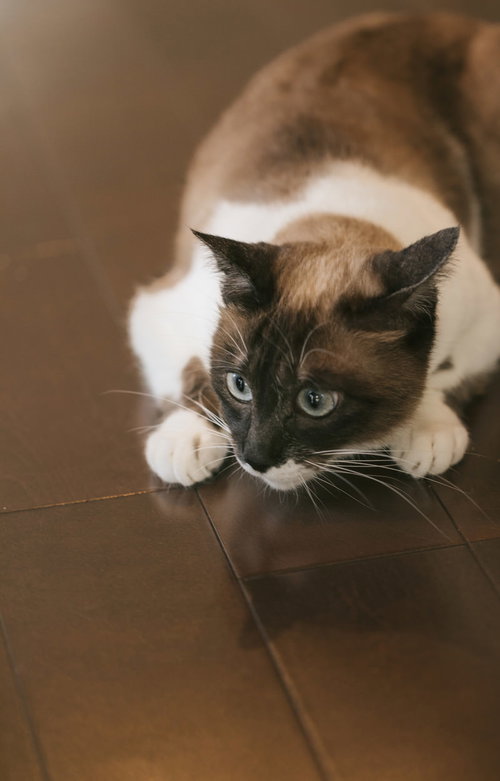 黒白模様の猫が床で警戒しながら待機する姿勢