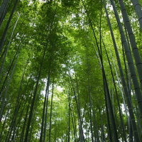 真っ直ぐ伸びる竹の幹が密集して並ぶ竹林の風景の写真