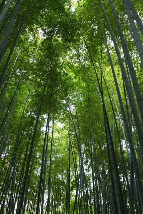 真っ直ぐ伸びる竹の幹が密集して並ぶ竹林の風景