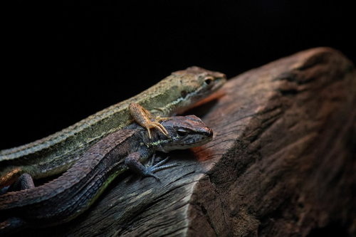 岩の上で重なり合って日光浴する2匹の小さなトカゲ