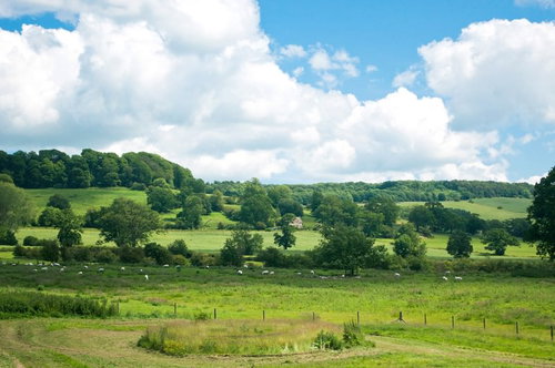 緑の草原に羊が放牧されるスードリー城近くの牧場風景