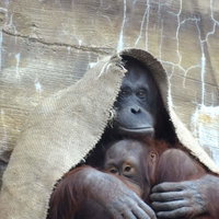 頭から布をかぶってこちらを覗くオラウータンの面白い姿の写真