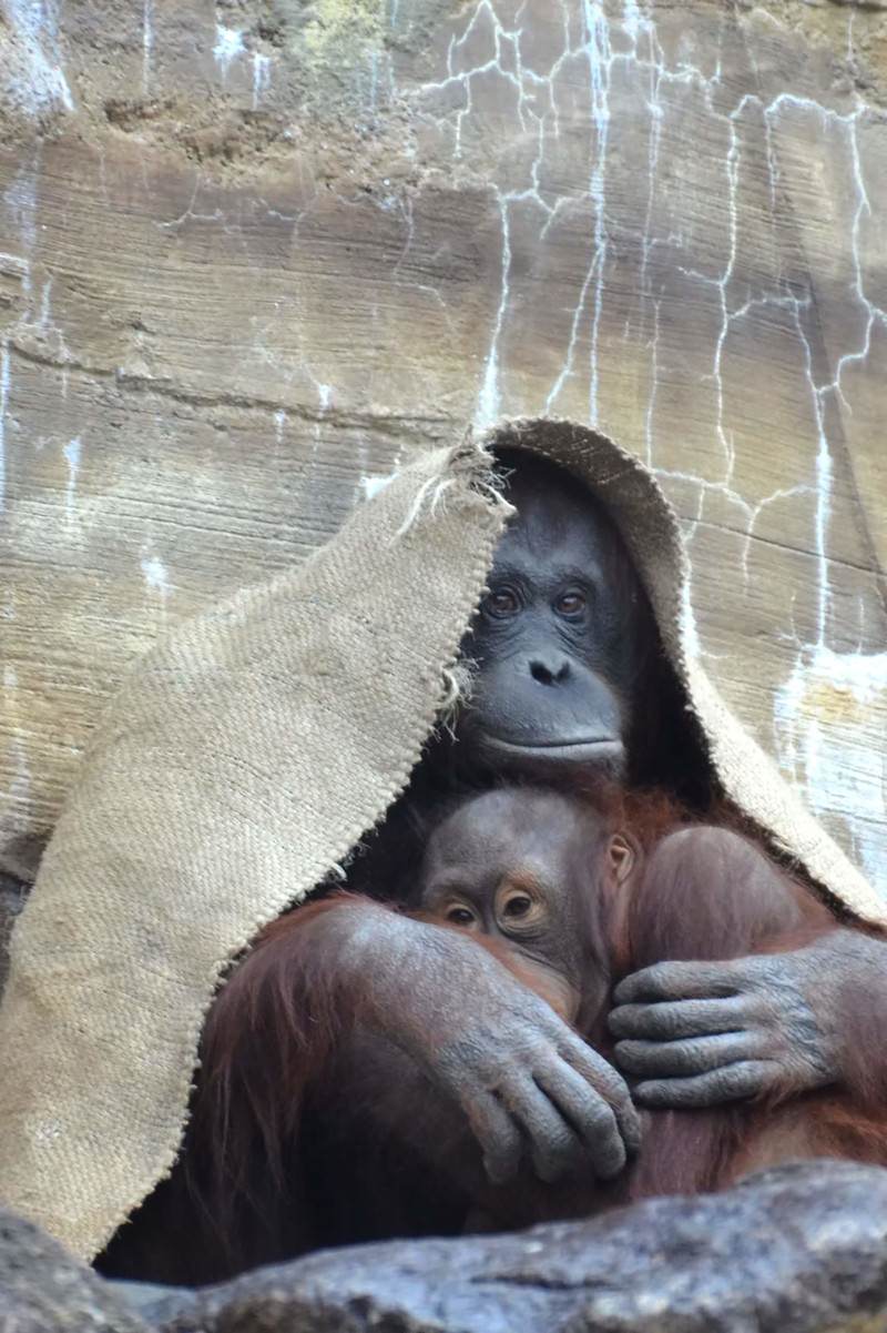 布をかぶって覗くオラウータン