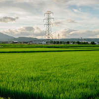 緑の稲が広がる田んぼの中に立つ送電線の鉄塔の写真