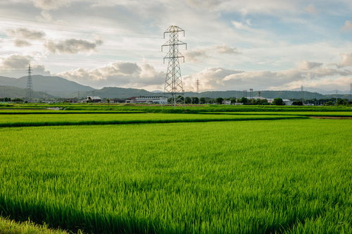 緑の稲が広がる田んぼの中に立つ送電線の鉄塔