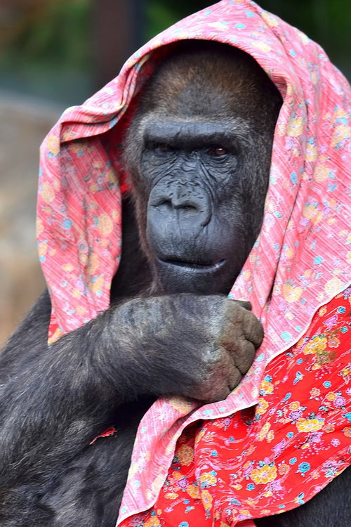 赤い布を頭からかぶってこちらを見るゴリラのユーモラスな姿