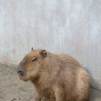 壁の隅っこに寄り添ってひっそりと座るカピバラの写真