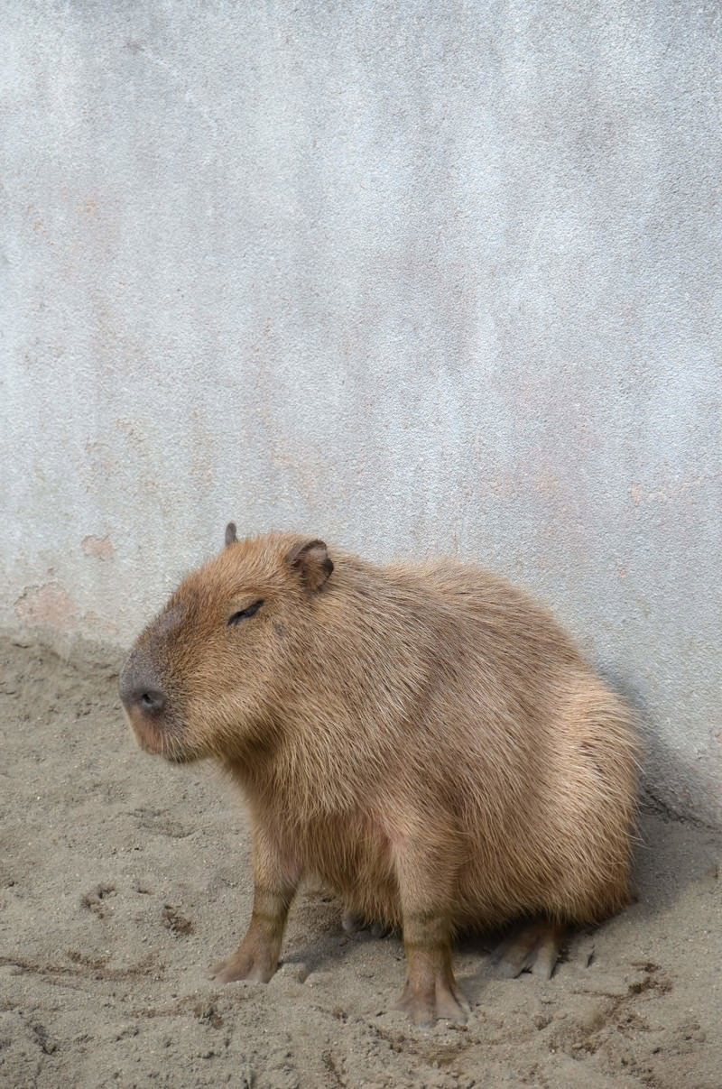 隅っこにひっそり座るカピバラ