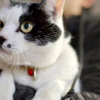 飼い主に抱っこされて安心した表情の猫の正面顔の写真