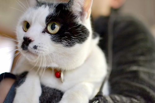 飼い主に抱っこされて安心した表情の猫の正面顔