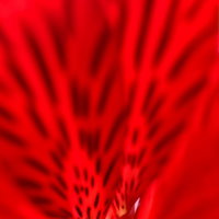 春のアルストロメリアの赤い花びらの写真