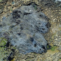 メランジ堆積物（たいせきぶつ）を空撮した海岸の地層の写真