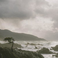 松の木が生える岩場と荒れる日本海の写真