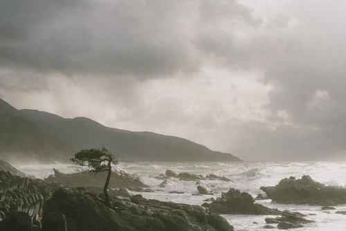 松の木が生える岩場と荒れる日本海