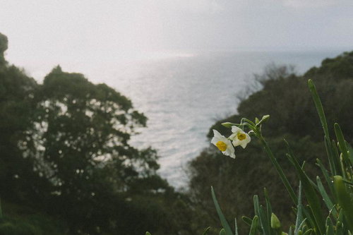 日本海を望む丘に咲く水仙