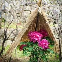 冬の厳しさから牡丹を守る藁ぼっちの写真