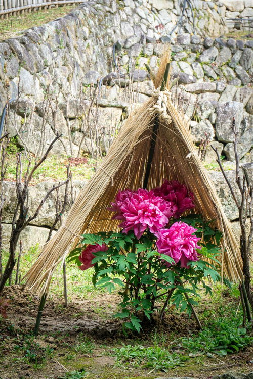 冬の厳しさから牡丹を守る藁ぼっち