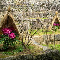 冬の長谷寺で見られる美しい寒牡丹の風景の写真