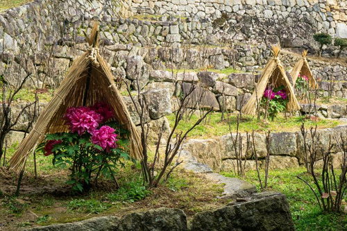冬の長谷寺で見られる美しい寒牡丹の風景