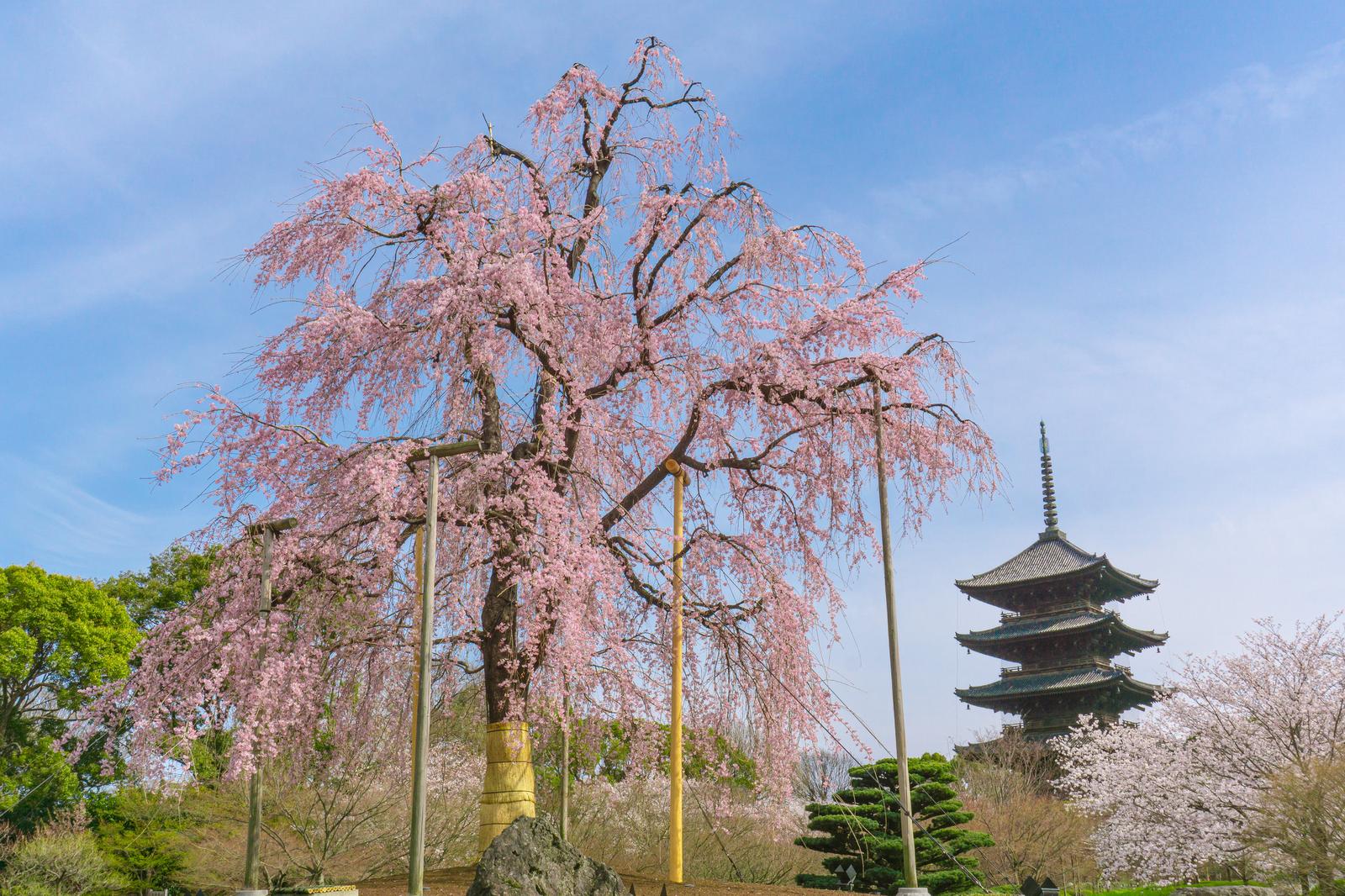 満開の桜の枝越しに見える京都東寺の五重塔と日本庭園