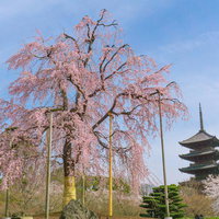 桜と五重塔が織りなす春の東寺の写真
