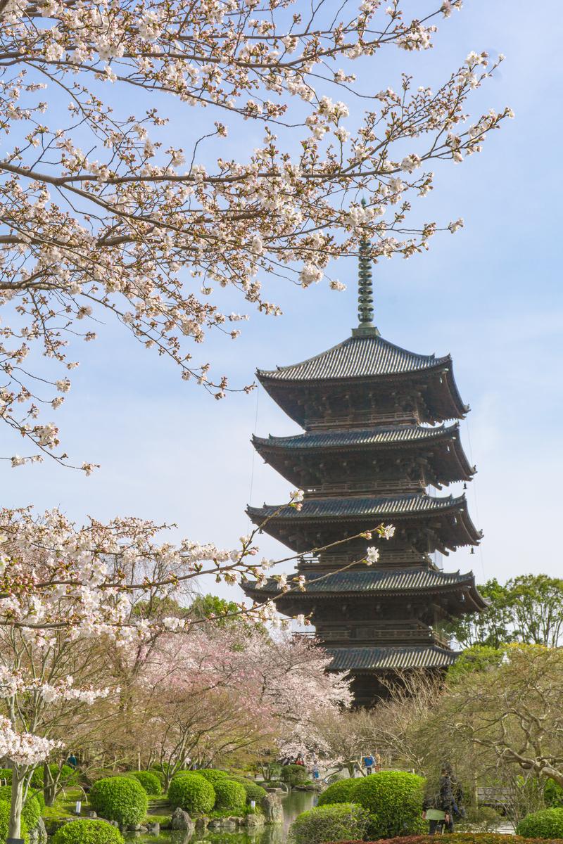 五重塔と枝垂れ桜が池の両岸に映る京都東寺の日本庭園