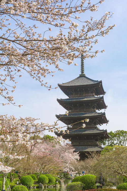 春の陽気に包まれた日本庭園に佇む五重塔と池の畔に咲き誇る桜