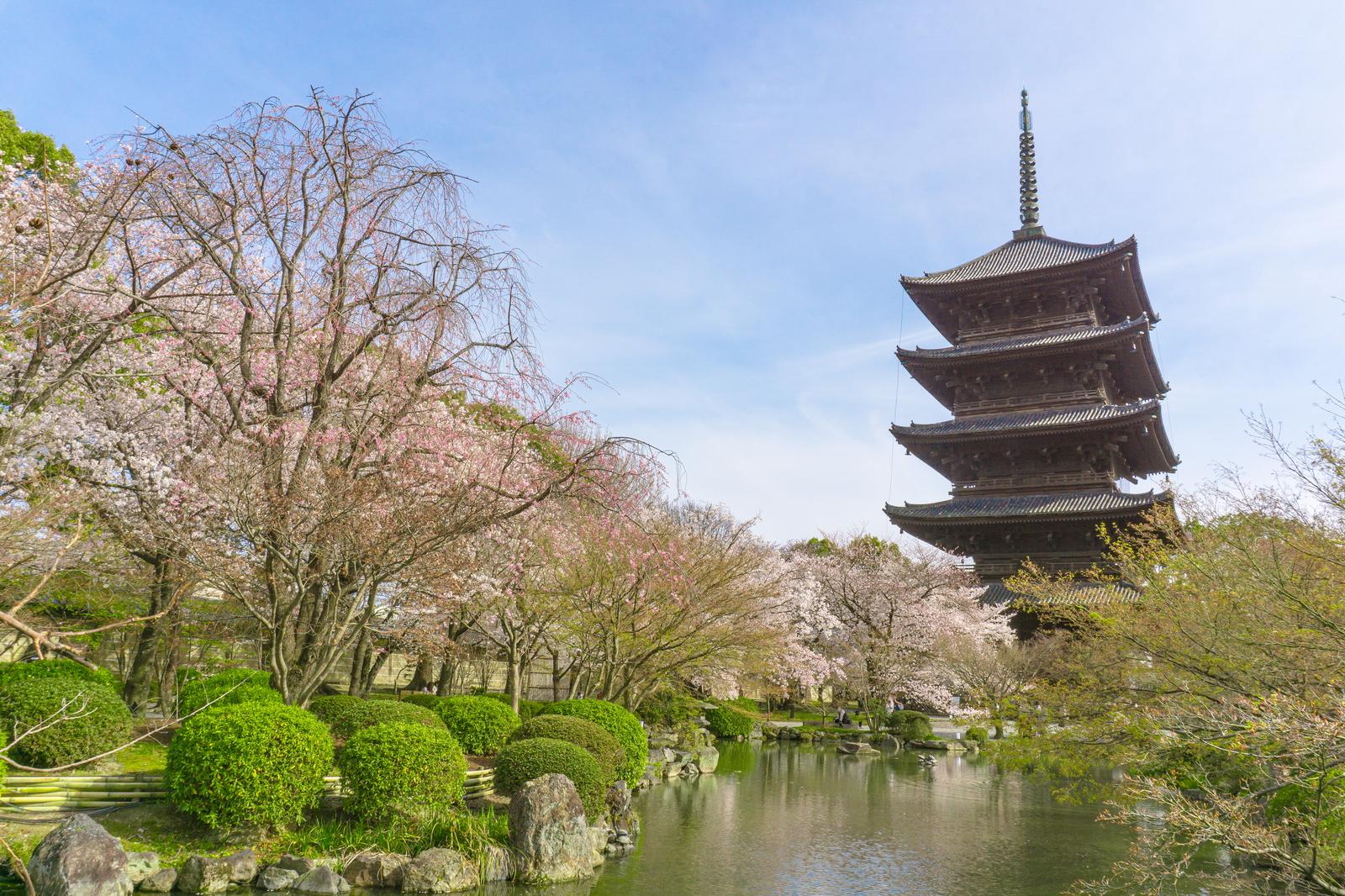 池のある日本庭園の桜と、背後にそびえる東寺の五重塔