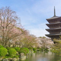春の陽気に包まれた日本庭園に佇む五重塔と池の畔に咲き誇る桜の写真