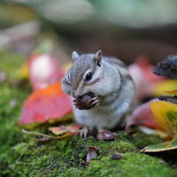 食べ物を頬袋いっぱいに詰め込む欲張りリスの写真