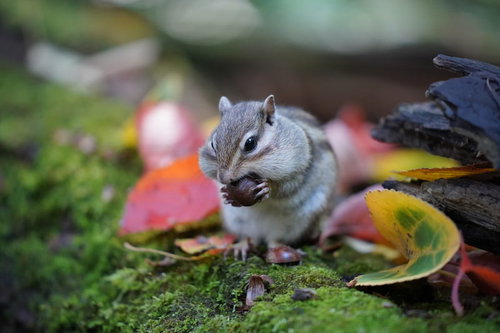 食べ物を頬袋いっぱいに詰め込む欲張りリス
