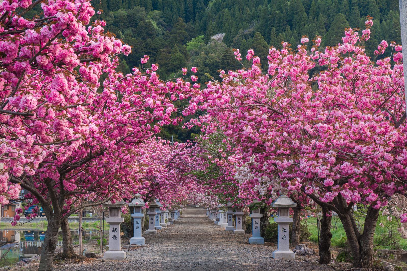 伊香具神社の参道に満開のピンク色の八重桜が咲き、背景に緑の山々が見える