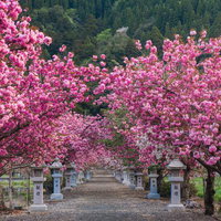 緑濃い山の木々とのコントラストが美しいピンクの八重桜の写真