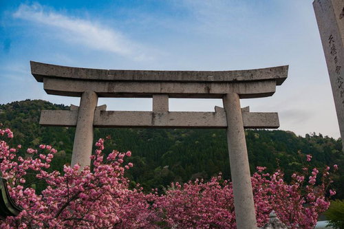 満開の八重桜の上に見える石造りの鳥居