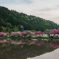 水鏡に映る早朝の桜並木の写真