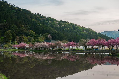 水鏡に映る早朝の桜並木