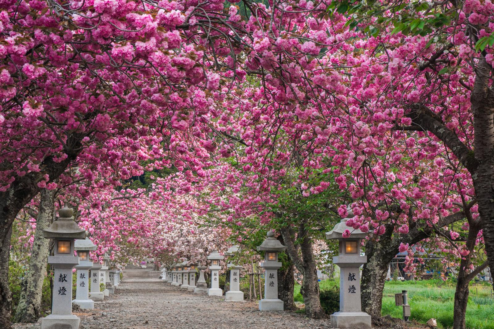 伊香具神社の参道で満開の八重桜が咲き誇るトンネル状に覆う様子