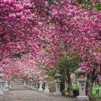 春の早朝に歩く見事な桜のトンネルの写真
