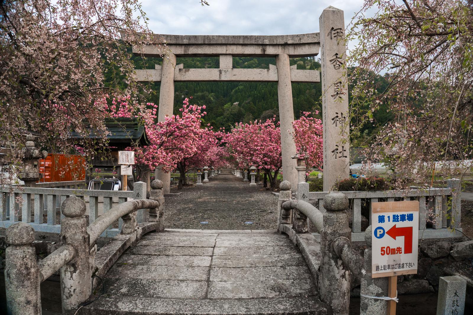 伊香具神社の太鼓橋と鳥居の先に咲く満開の桜の参道