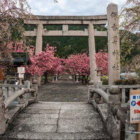 石造りの太鼓橋と鳥居の先に続く桜の参道の写真