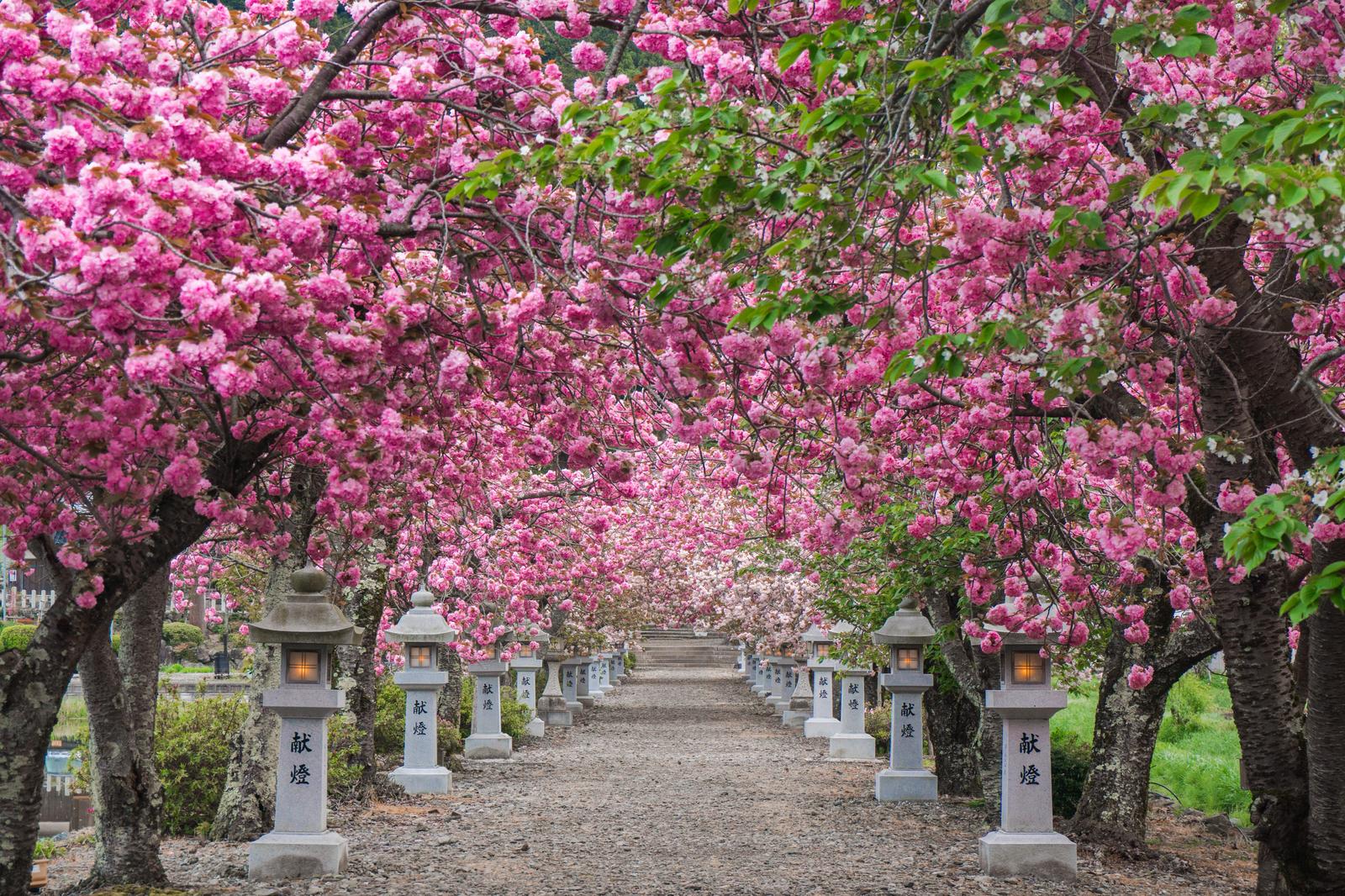 伊香具神社の参道に咲く満開の八重桜。ピンク色の花が樹上に密集し、白い石灯籠が両側に立ち並んでいる
