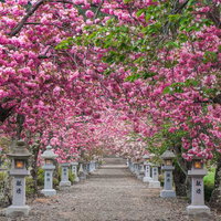 圧倒的な美しさとその密度に息を飲む満開の八重桜の写真